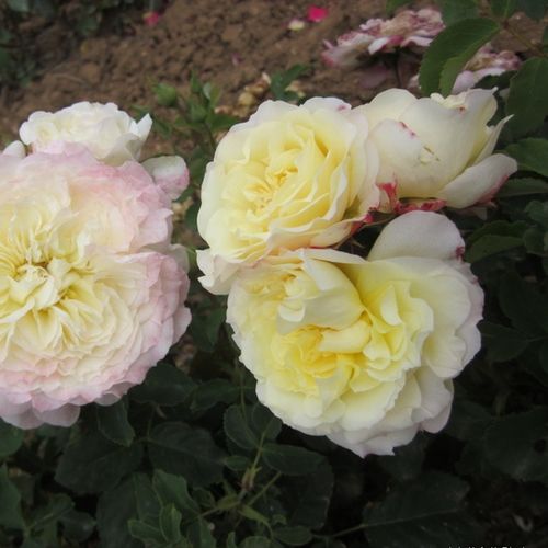 Gärtnerei - Rosa Chapeau de Mireille™ - gelb - nostalgische rosen - diskret duftend - Dominique Massad - Die Form ihrer diskret farbenen Blüten ähnelt den englischen Rosen, jedoch sind ihre Büsche kleiner.